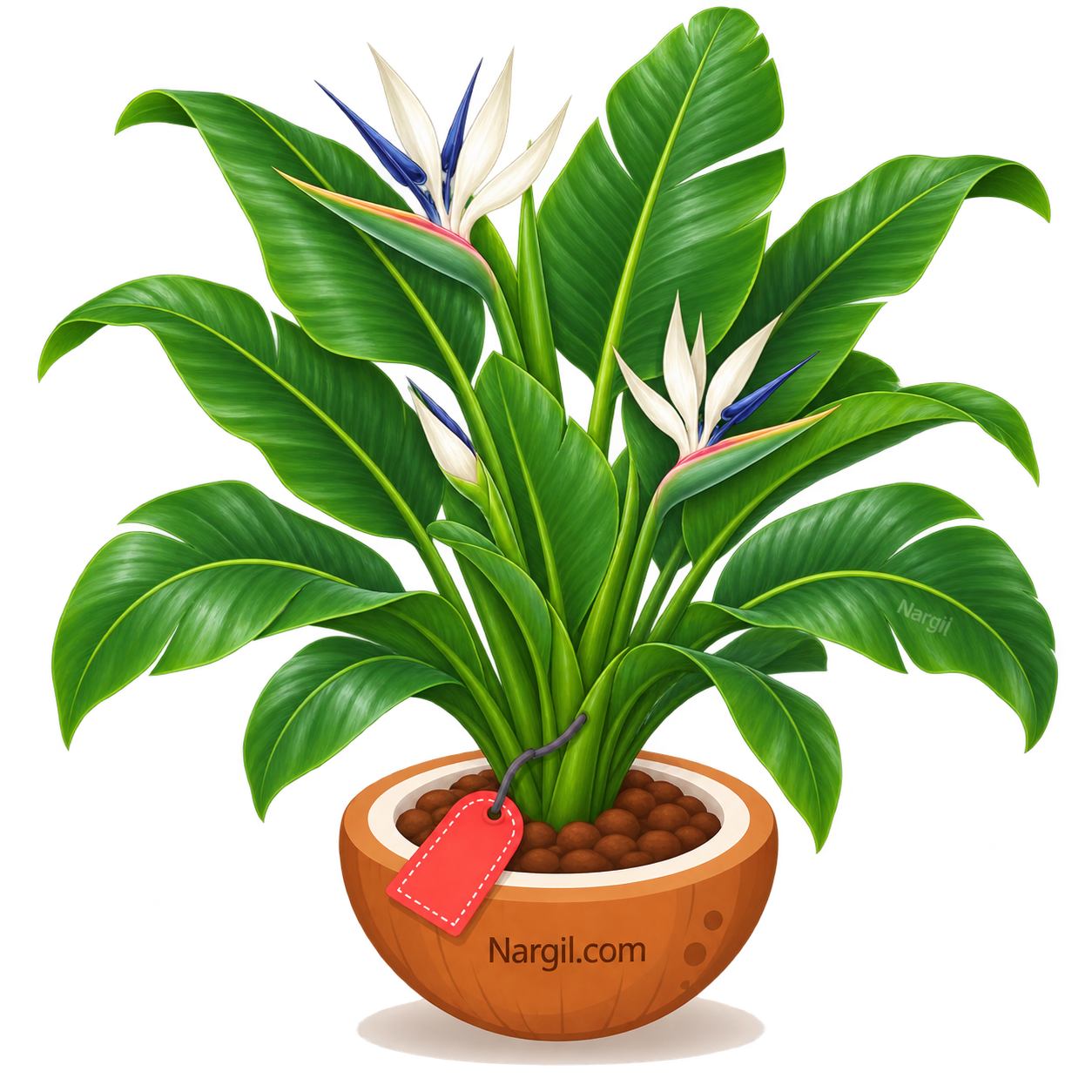 Nargil_Strelitzia Nicolai